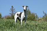 GREYHOUND 012